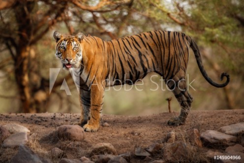 Picture of Young tiger female in a beautiful place full of colorwild animal in the nature habitatIndiabig catsendangered animalsclose up with tigress